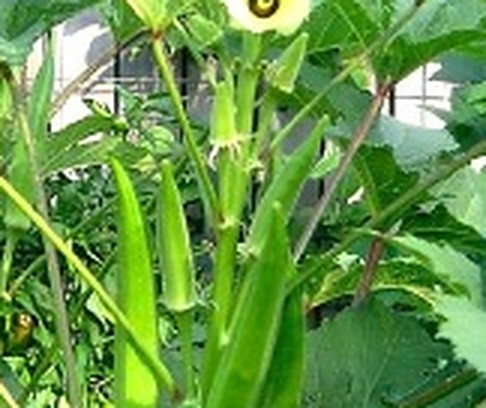 ঢেঁড়স