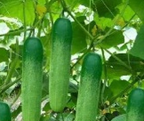 শসা