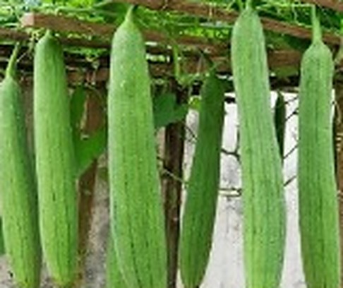 ধুন্দল