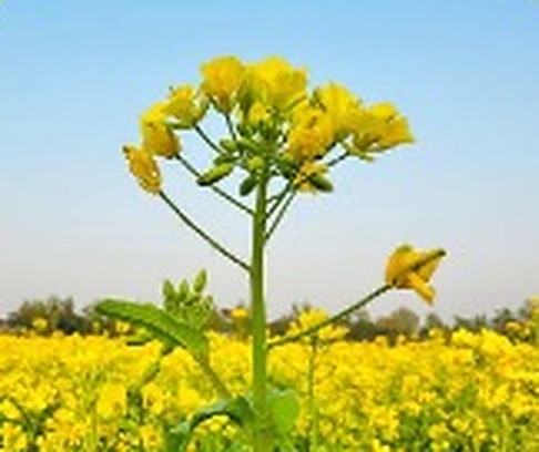সরিষা