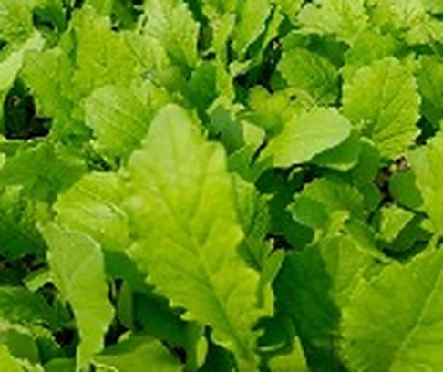 মুলা শাক