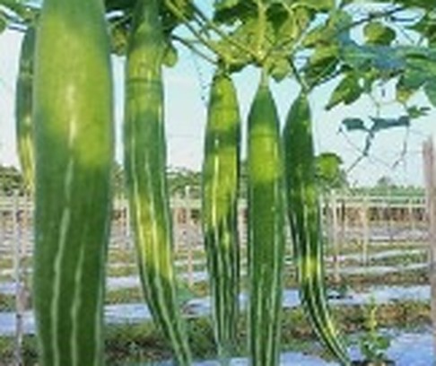 চিচিঙ্গা