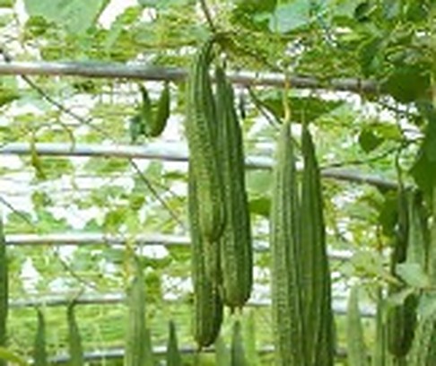 ঝিঙ্গা